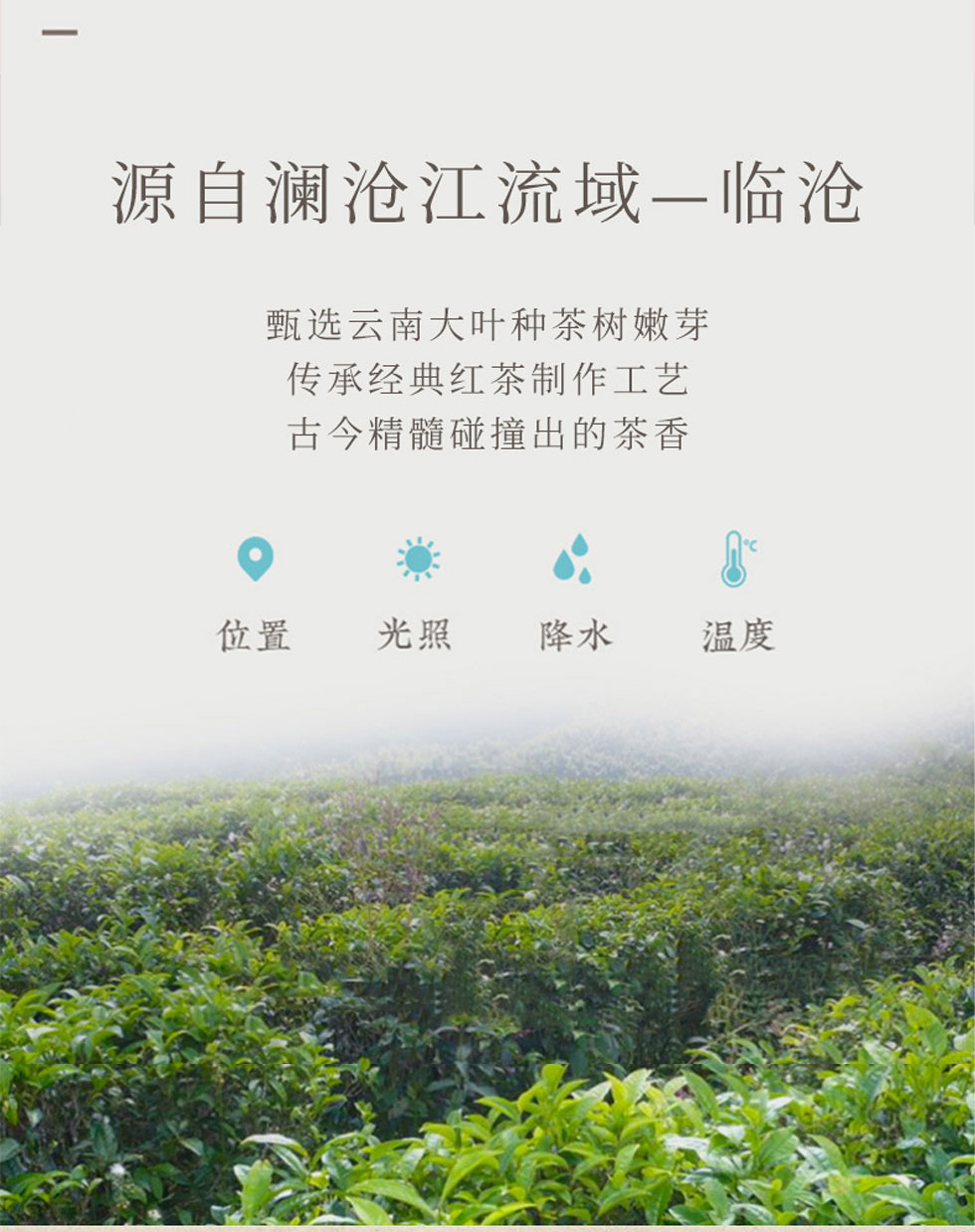 2021年中茶大树金针滇红（金）（古树200克）