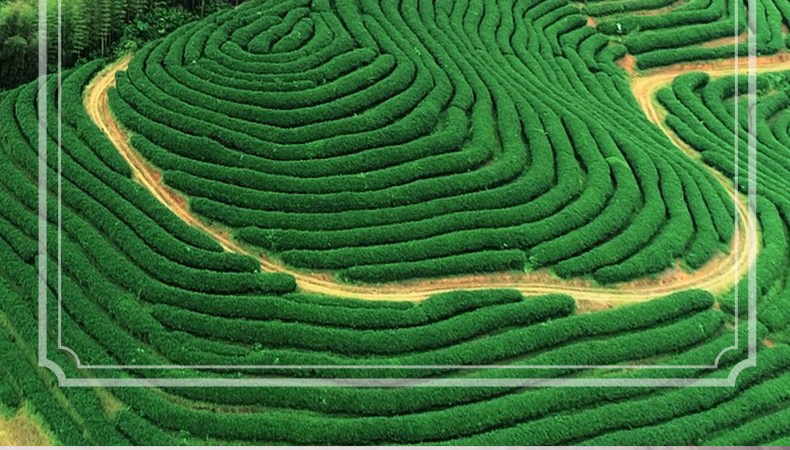 2019中茶邦东乔木生茶饼（357克）