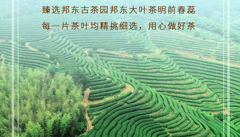 2019中茶邦东乔木生茶饼（357克）